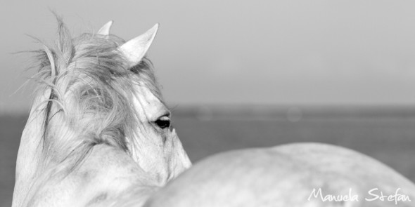 Camargue horse closeup 01