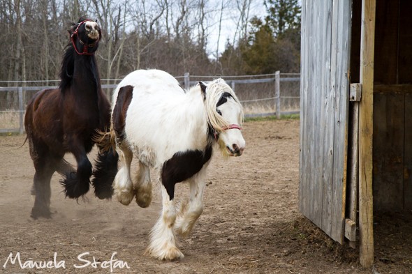Toronto equine photographer 01