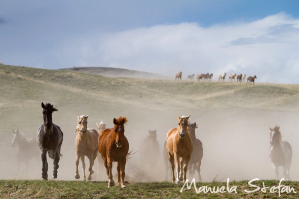Montana Horses 2012 drive 02