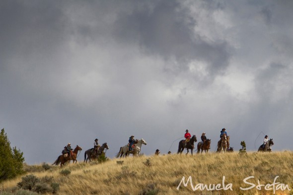 Wranglers pushing horses during Montana drive