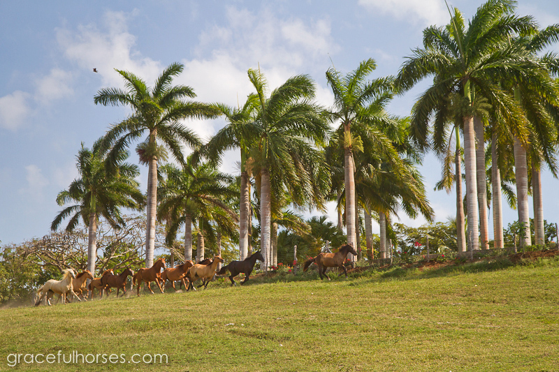 Braco Stables Jamaica horse run