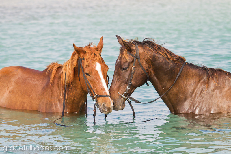 Braco Stables horses in the ocean