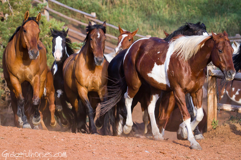Gros Ventre River Ranch horses