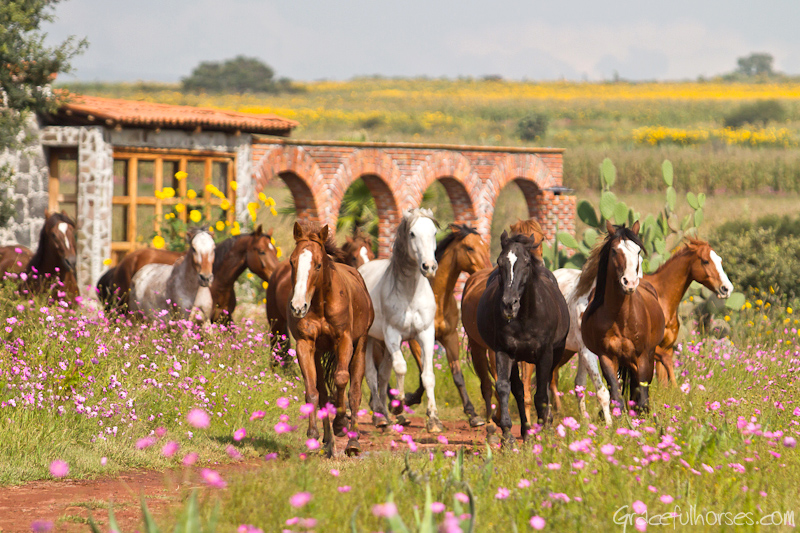 Rancho Las Cascadas horses
