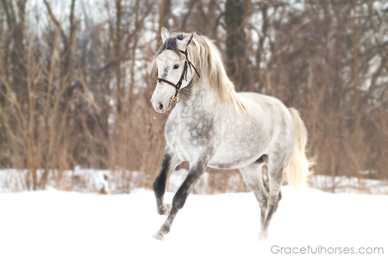 Romanian grey Lipizzan stallion