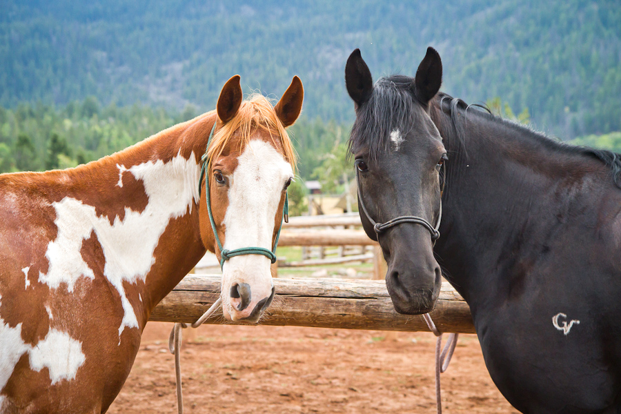 Horses at Western ranch