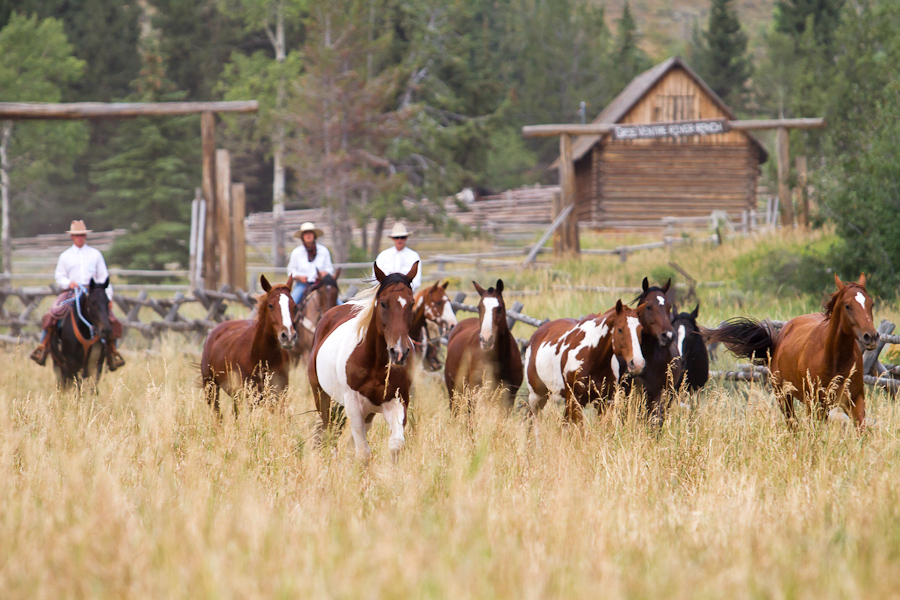 Western US ranch horses