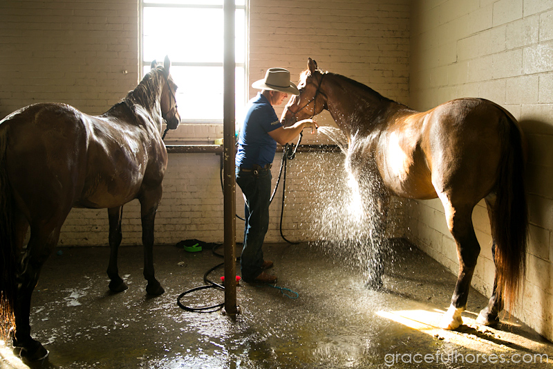 Guy McLean washing horses