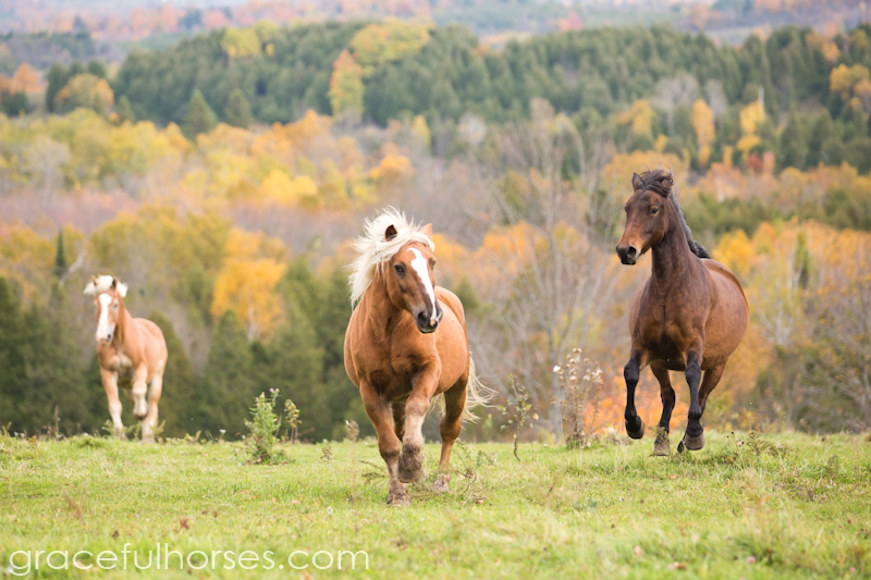 Freedom Valley Horse Rescue horses