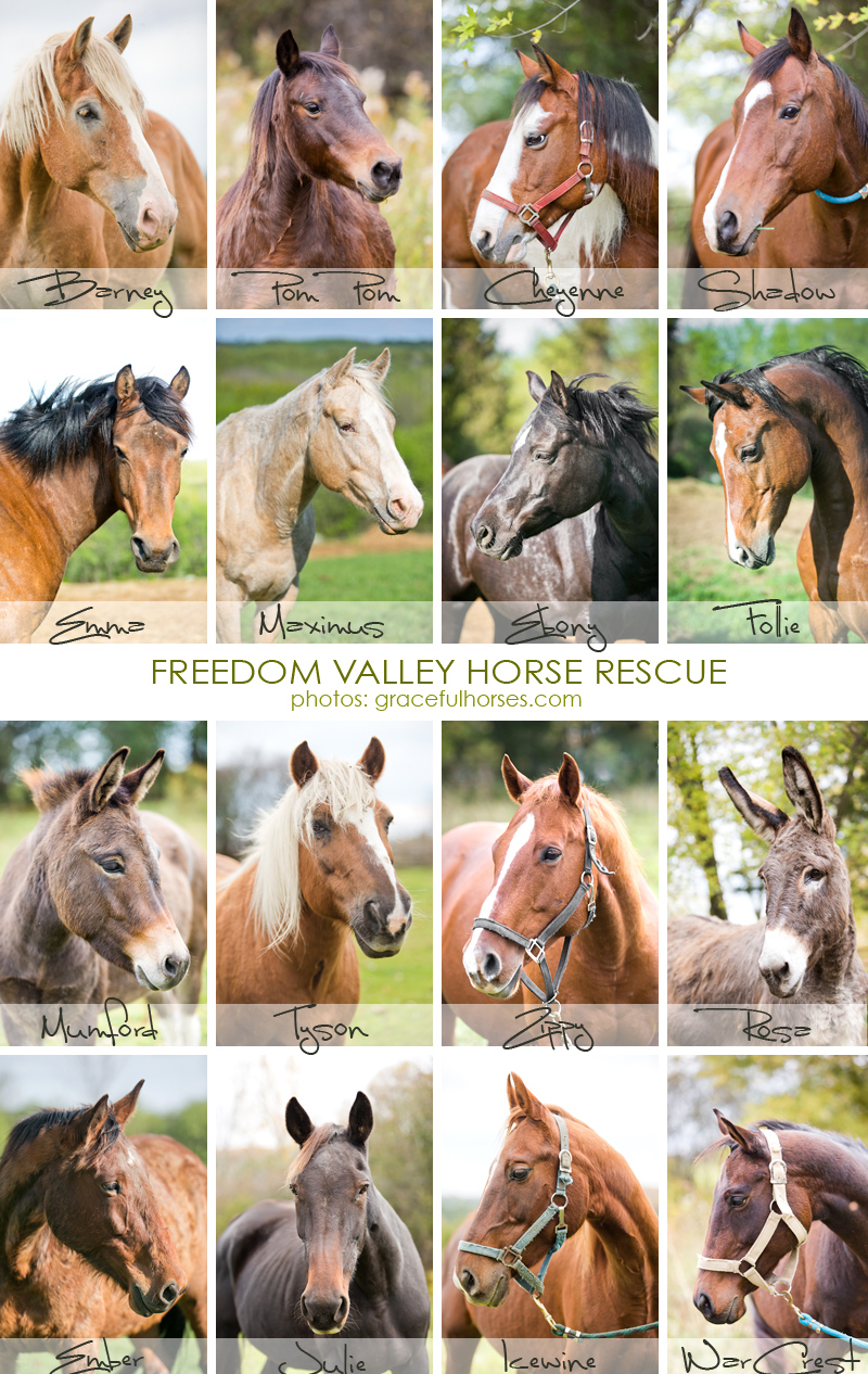 Freedom Valley Horse Rescue