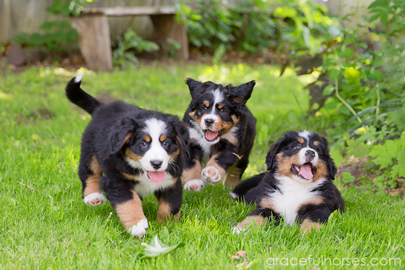 Bernese mountain puppies photography