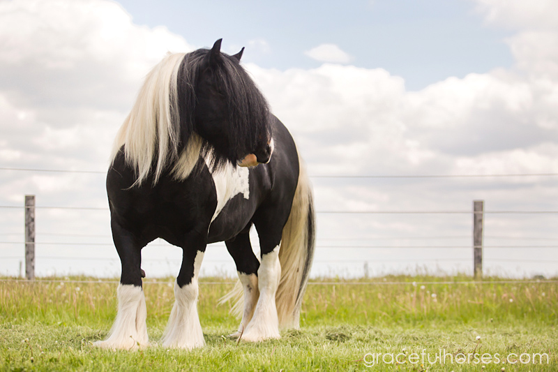 Gypsy Vanner stallion