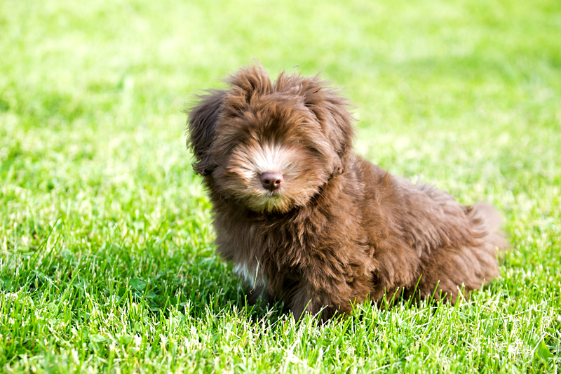 kase havanese