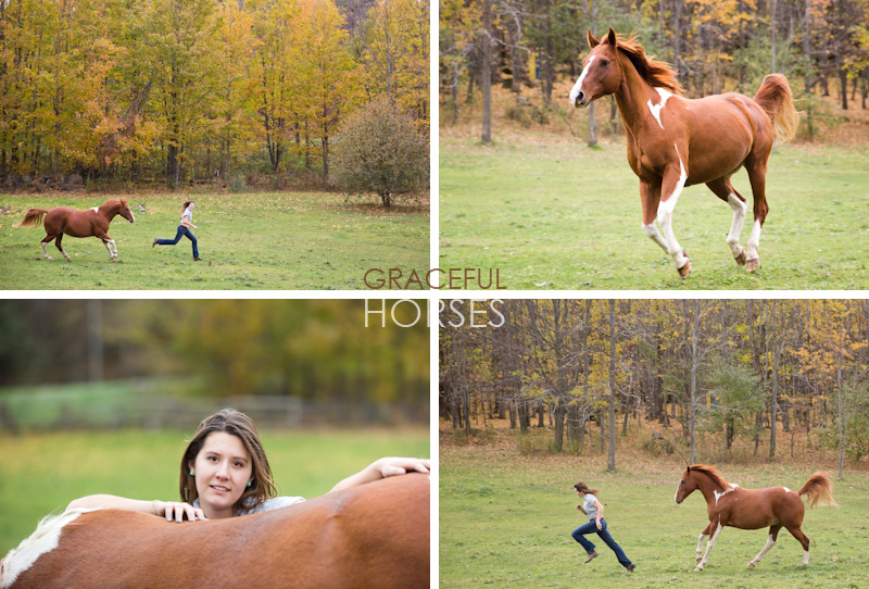 Equine photography in Ontario