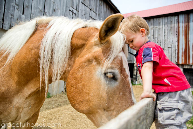 Belgian horse and little boy