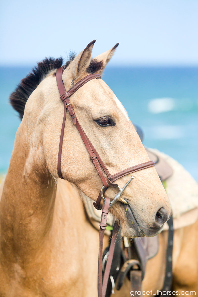 Atlantic Shores Stables beautiful horse