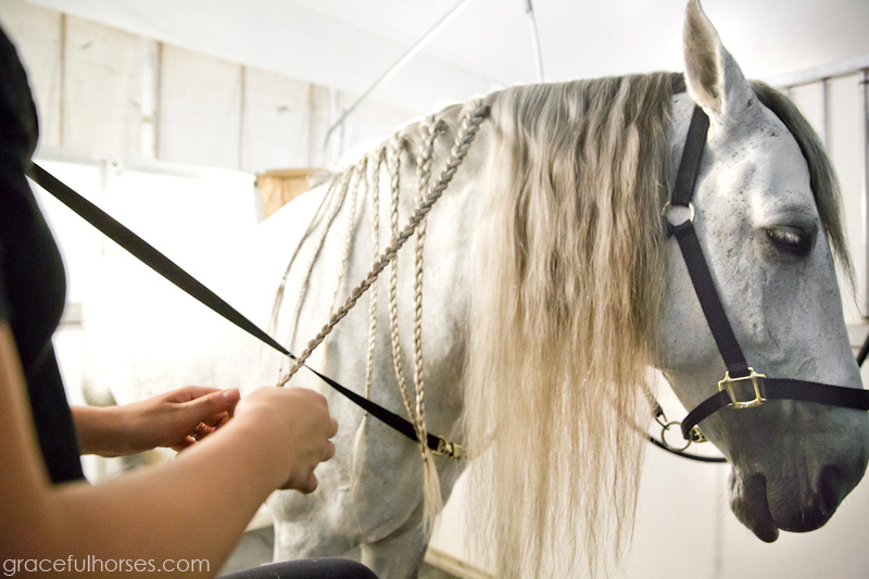 Cavalia horse groomer