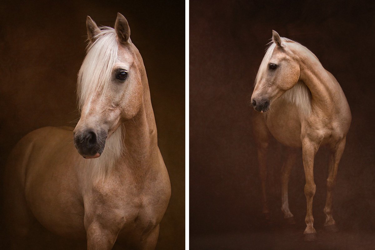 Connemara horse portrait