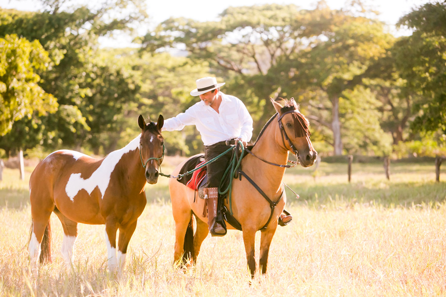 Guanacaste horses