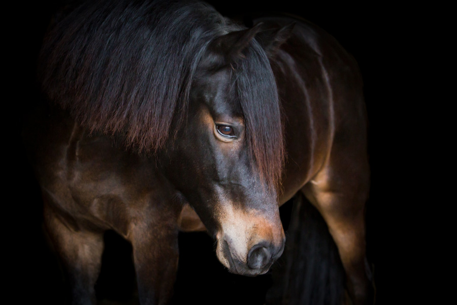 Horse portrait on black
