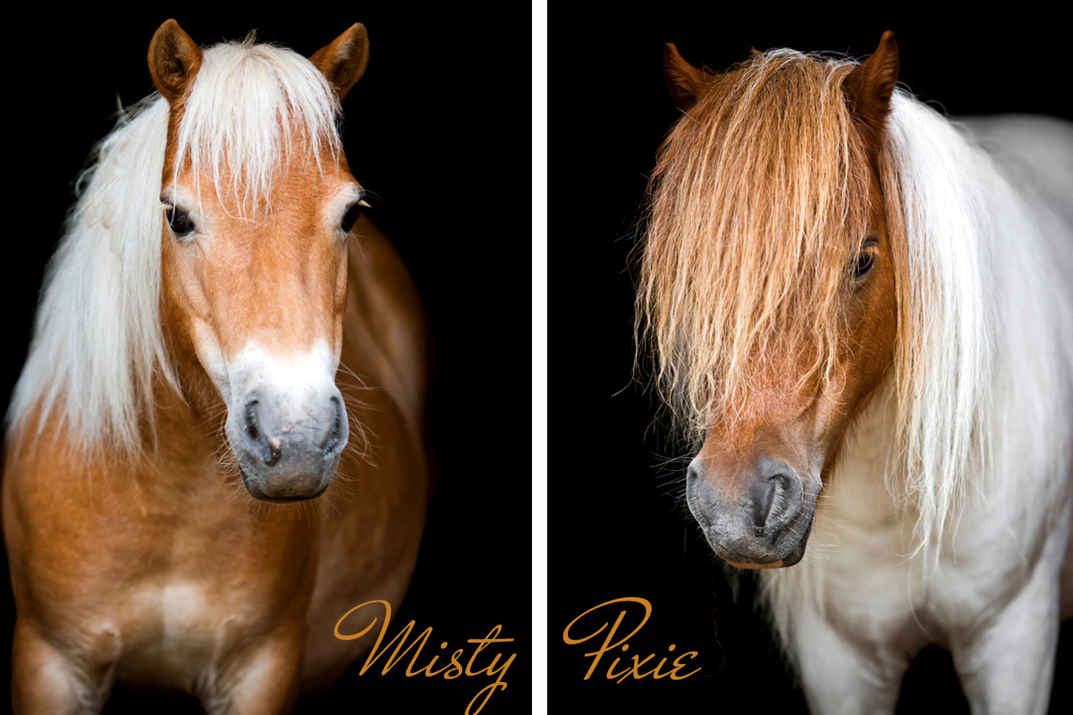 Mini horse portraits