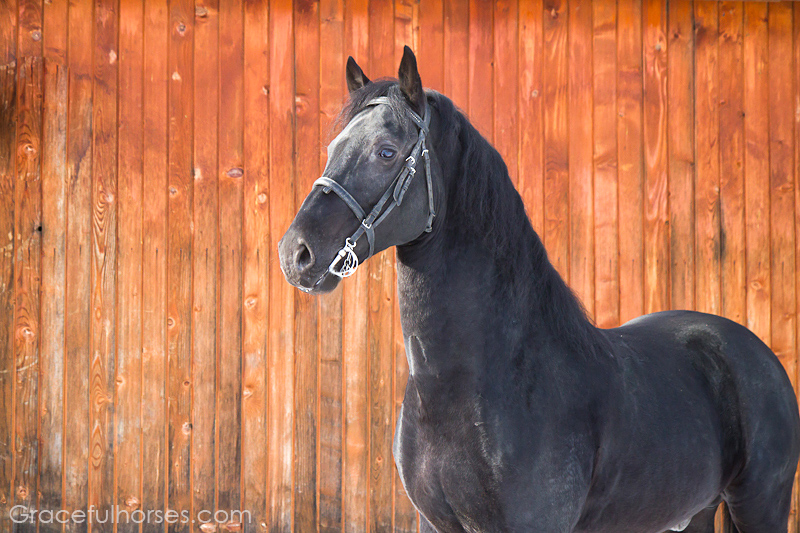 Romanian black Lipizzaner stallion