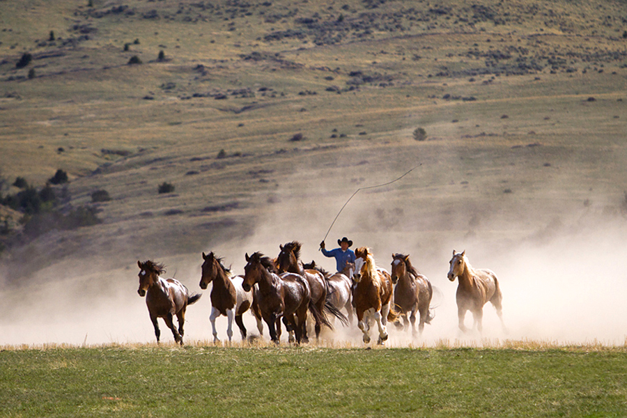 Montana horses roundup
