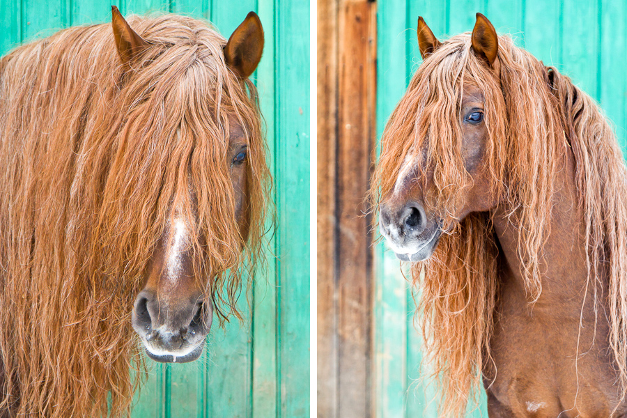 Equine portrait photographer