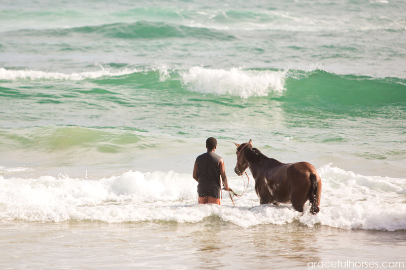 Atlantic Shores Stables ocean horses