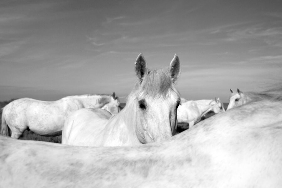 Camargue herd