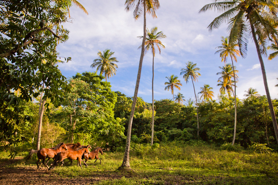 Caribbean horses