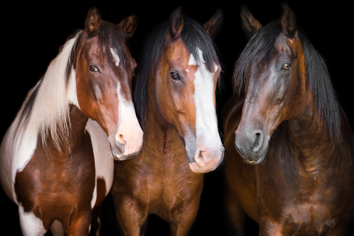 Equine portraits Ontario