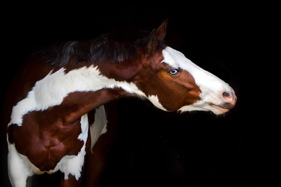 Horse portraits Ontario