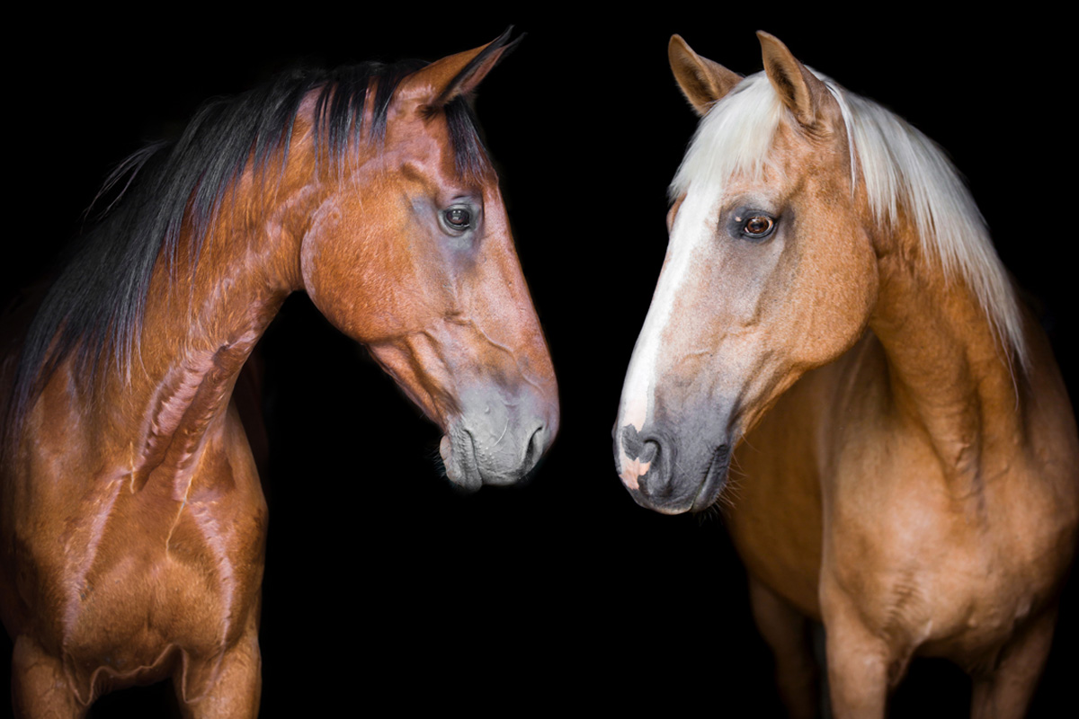 Horse portraits Ontario