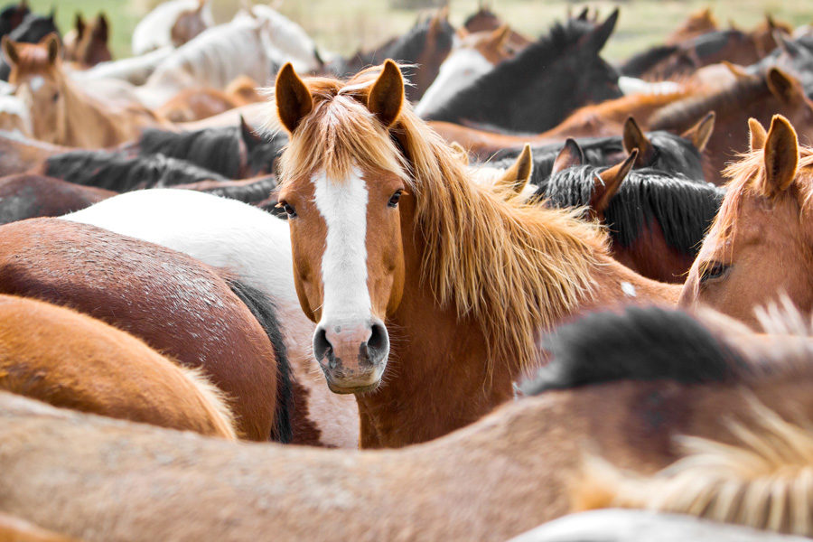 Montana horse