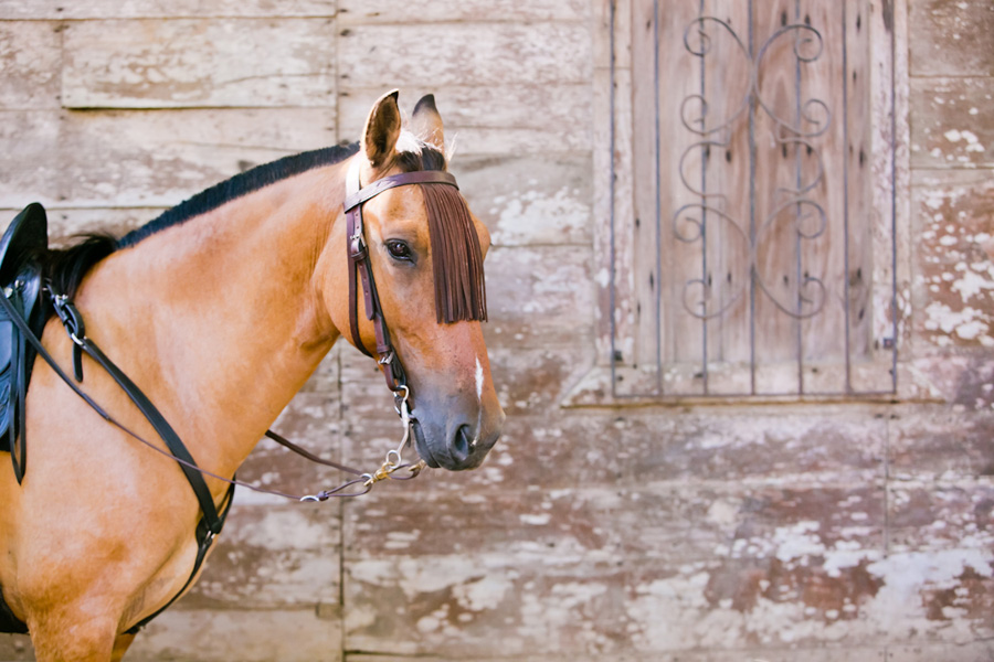 Spanish horse portrait