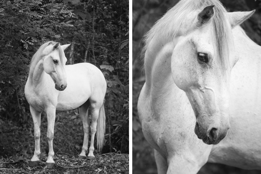 White horse portrait